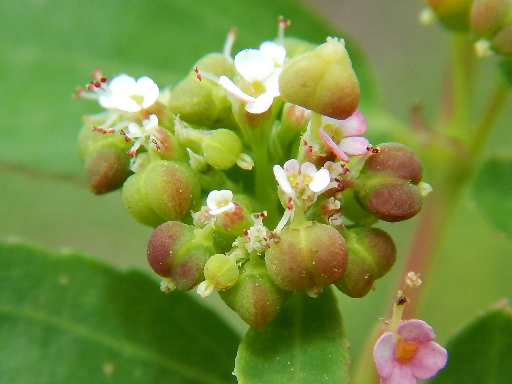 Euphorbia hypericifolia